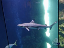 Haus des Meeres 13.03.2026